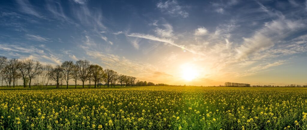 oilseed rape, field of rapeseeds, field-2135026.jpg