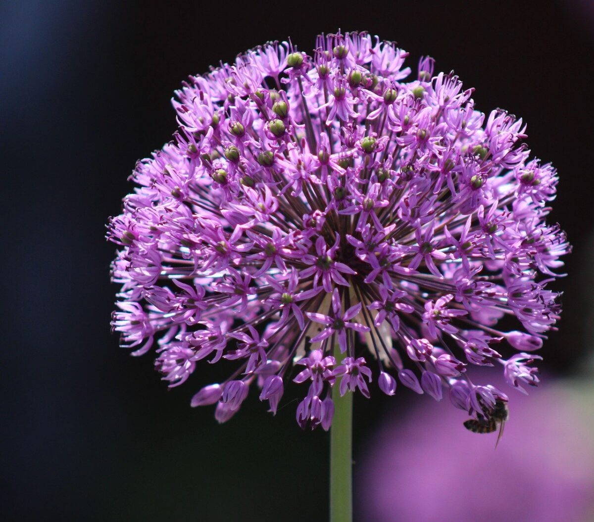 allium, flower, leek-8761110.jpg